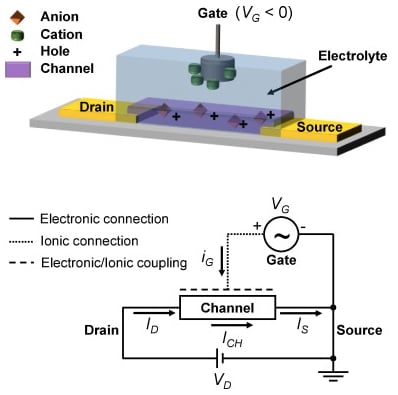 The device layout and working principle of OECTs